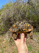 Libyan Greek Tortoise Adult Male