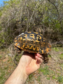 Libyan Greek Tortoise Adult Male