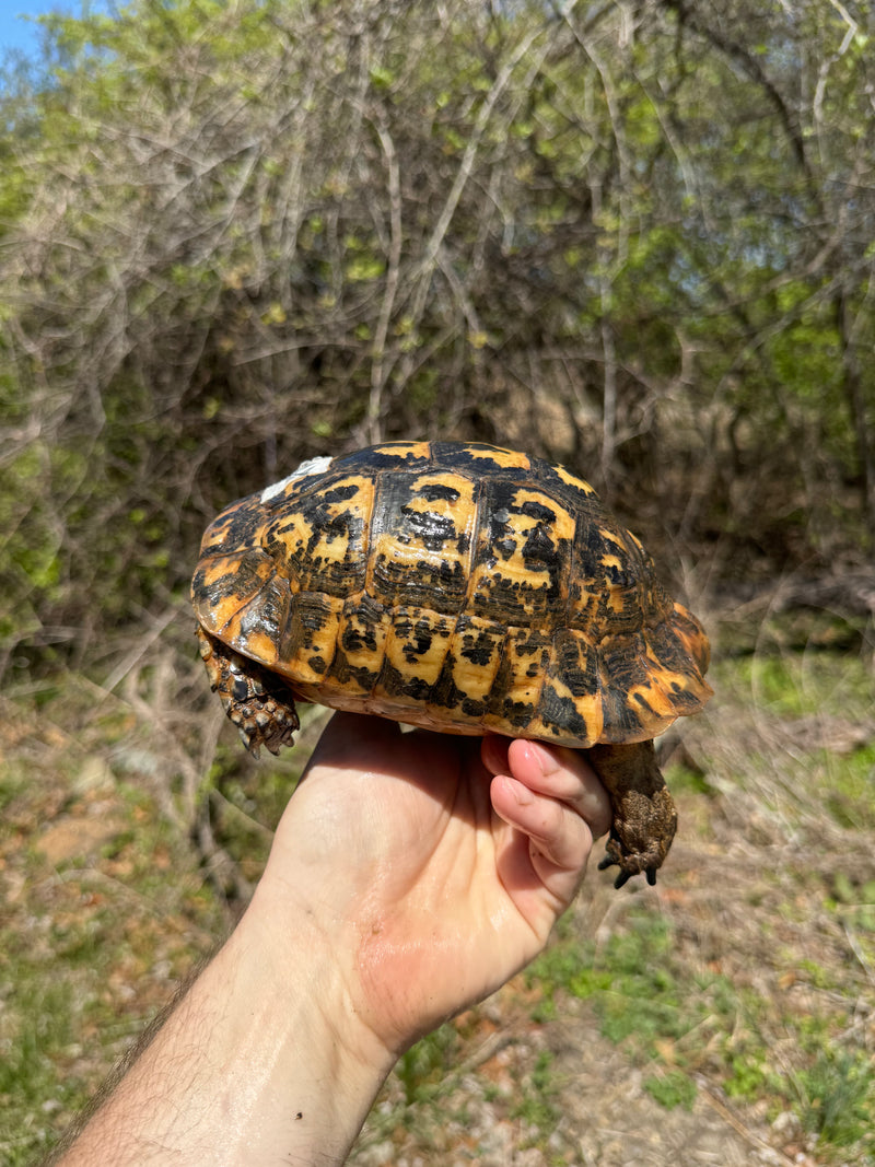 Libyan Greek Tortoise Adult Male