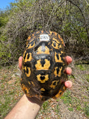 Libyan Greek Tortoise Adult Male