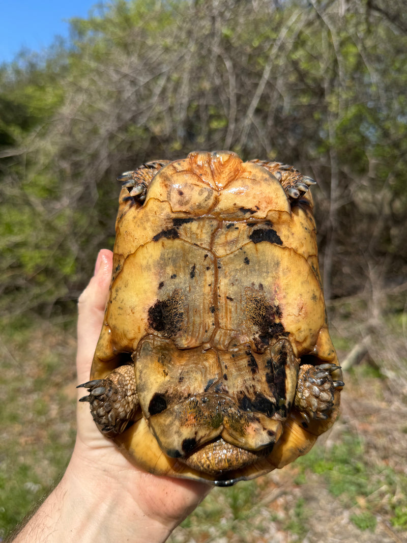 Libyan Greek Tortoise Adult Male