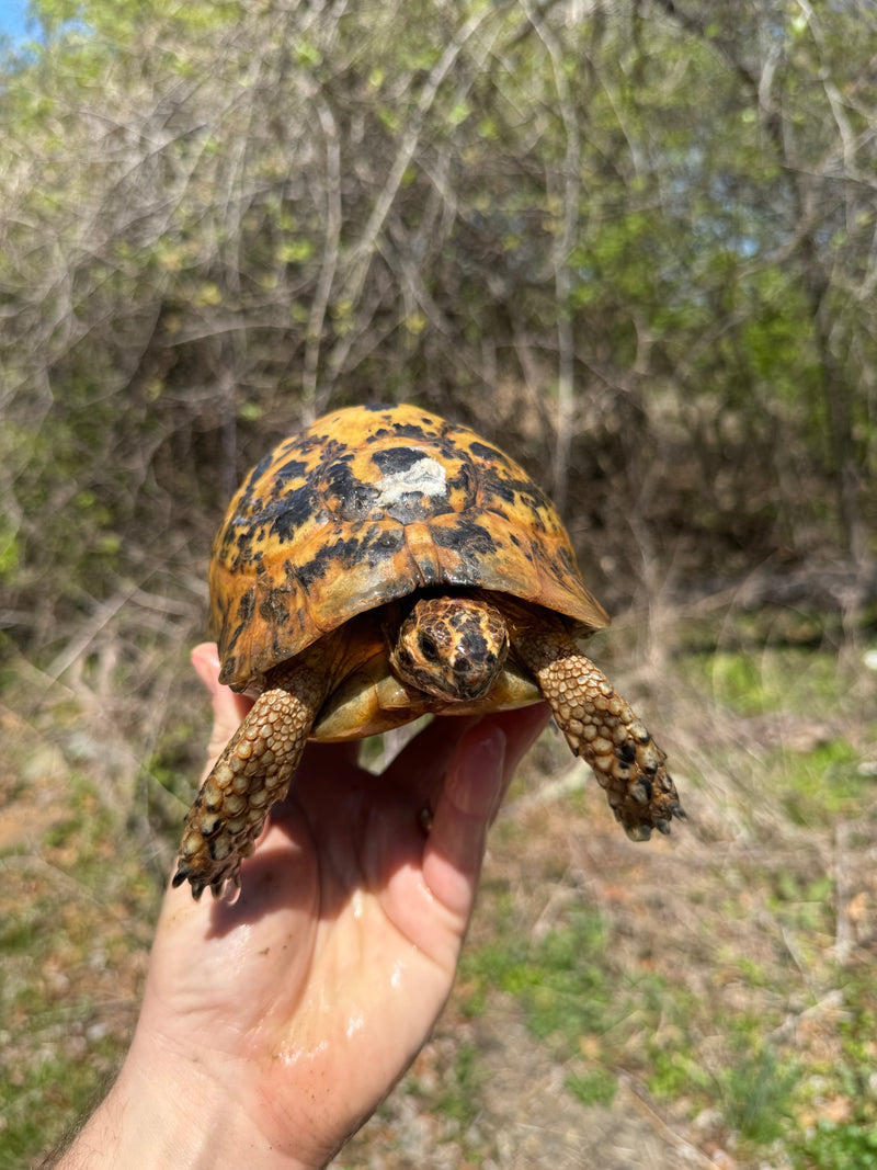 Libyan Greek Tortoise Adult Male