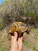 Libyan Greek Tortoise Adult Male
