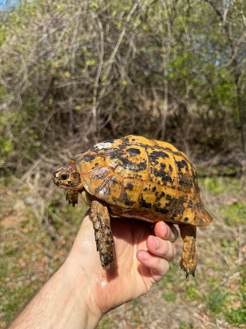 Libyan Greek Tortoise Adult Male