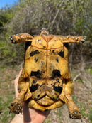 Libyan Greek Tortoise Adult Male