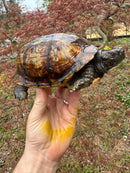 Gulf Coast Box Turtle Adult Male