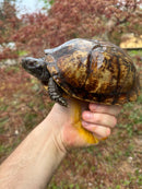 Gulf Coast Box Turtle Adult Male