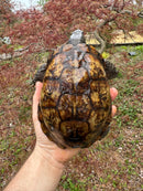 Gulf Coast Box Turtle Adult Male