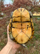 Gulf Coast Box Turtle Adult Male