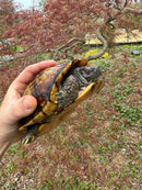 Gulf Coast Box Turtle Adult Male