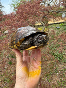 Gulf Coast Box Turtle Adult Male