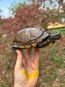 Gulf Coast Box Turtle Adult Male