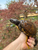 Gulf Coast Box Turtle Adult Male