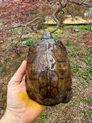 Gulf Coast Box Turtle Adult Male