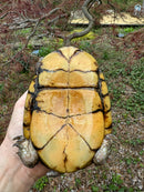 Gulf Coast Box Turtle Adult Male