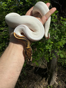 Hi White Pied Yellow Belly Ball Python Adult Female