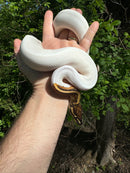 Hi White Pied Yellow Belly Ball Python Adult Female