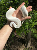 Hi White Pied Yellow Belly Ball Python Adult Female