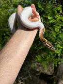 Hi White Pied Yellow Belly Ball Python Adult Female
