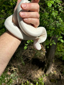 Hi White Pied Yellow Belly Ball Python Adult Female