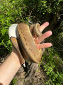 Hi White Pied Pinstripe Ball Python Adult Female