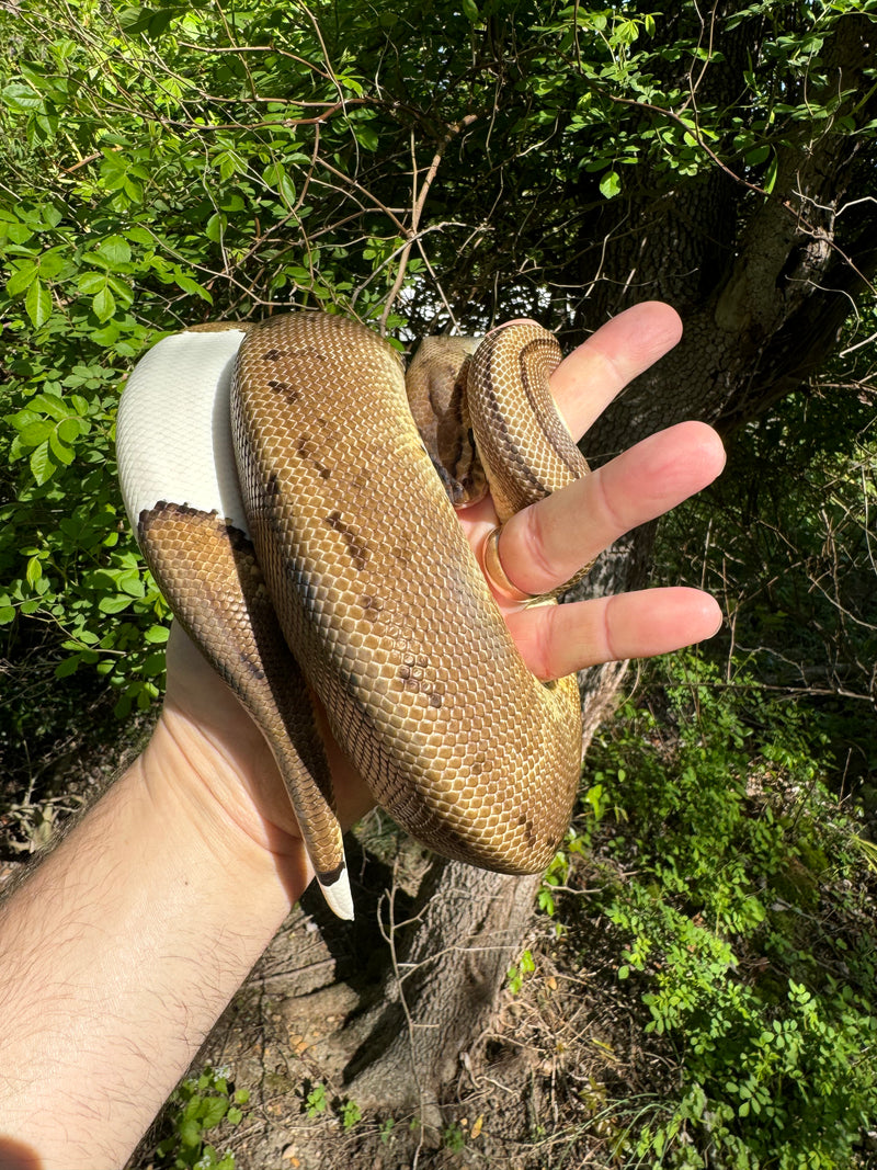 Hi White Pied Pinstripe Ball Python Adult Female