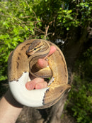 Hi White Pied Pinstripe Ball Python Adult Female