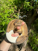 Hi White Pied Pinstripe Ball Python Adult Female