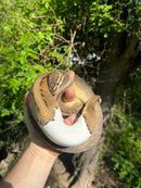Hi White Pied Pinstripe Ball Python Adult Female