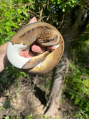 Hi White Pied Pinstripe Ball Python Adult Female