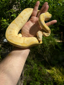 Banana Ball Python Adult Female