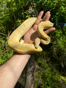 Banana Ball Python Adult Female
