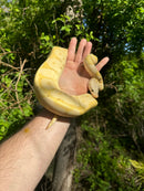 Banana Ball Python Adult Female