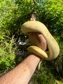 Banana Ball Python Adult Female