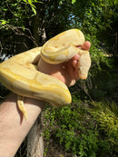 Banana Ball Python Adult Female