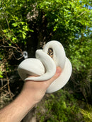 Hi White Pied Yellow Belly Ball Python Adult Female