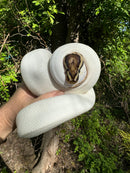 Hi White Pied Yellow Belly Ball Python Adult Female