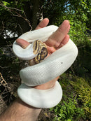 Hi White Pied Yellow Belly Ball Python Adult Female