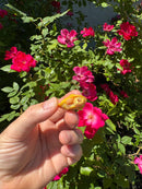 Albino Yellow Bellied Slider Turtle Female