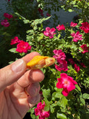 Albino Yellow Bellied Slider Turtle Female