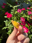 Albino Yellow Bellied Slider Turtle Female