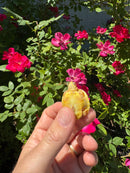 Albino Yellow Bellied Slider Turtle Female