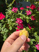 Albino Yellow Bellied Slider Turtle Female