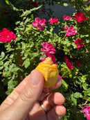 Albino Yellow Bellied Slider Turtle Female
