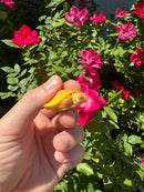 Albino Yellow Bellied Slider Turtle Female