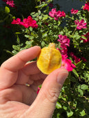 Albino Yellow Bellied Slider Turtle Female