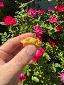Albino Yellow Bellied Slider Turtle Female