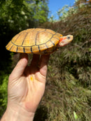 Hybino Red-Eared Slider Sub-Adults (4-5 inch) (Trachemys scripta elegans)