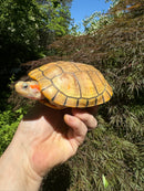 Hybino Red-Eared Slider Sub-Adults (4-5 inch) (Trachemys scripta elegans)