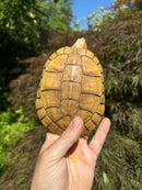 Hybino Red-Eared Slider Sub-Adults (4-5 inch) (Trachemys scripta elegans)